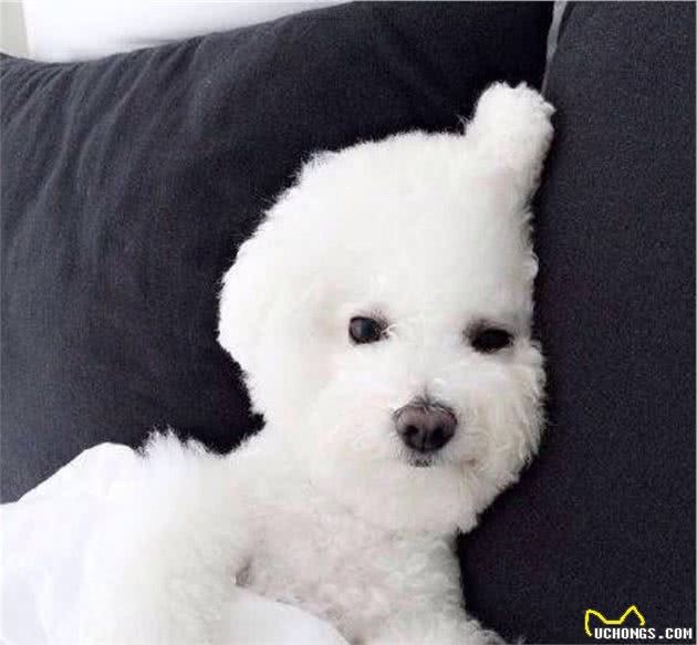 比熊犬呕吐黄水和白沫，怎么办？