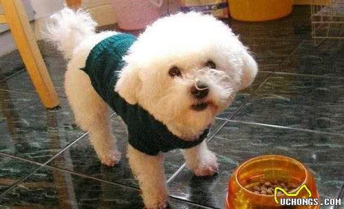 比熊犬呕吐黄水和白沫，怎么办？