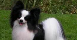 高龄蝴蝶犬难产，性命堪忧，医生的不放弃最终救了它
