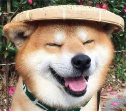 狗狗不同叫声的意思