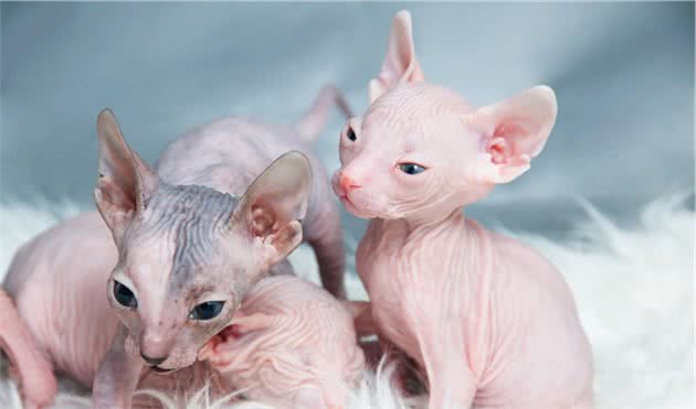 教你选猫系列，猫咪品种介绍及品相判断（11）—斯芬克斯猫