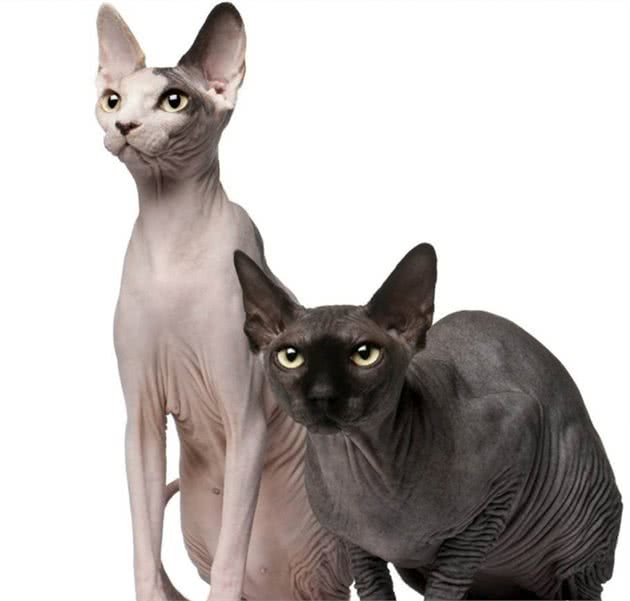 教你选猫系列，猫咪品种介绍及品相判断（11）—斯芬克斯猫