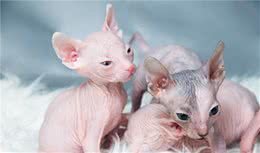 教你选猫系列，猫咪品种介绍及品相判断（11）—斯芬克斯猫