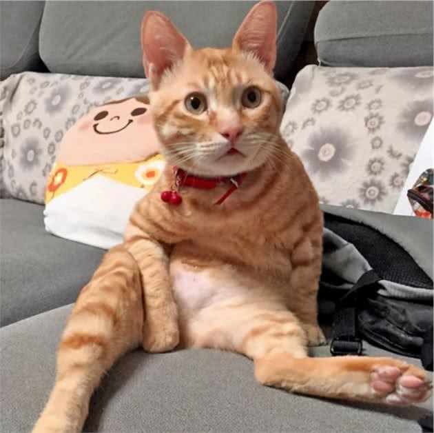 国人最喜欢养的几种猫，狸花猫居然不是第一，你家猫上榜了吗？