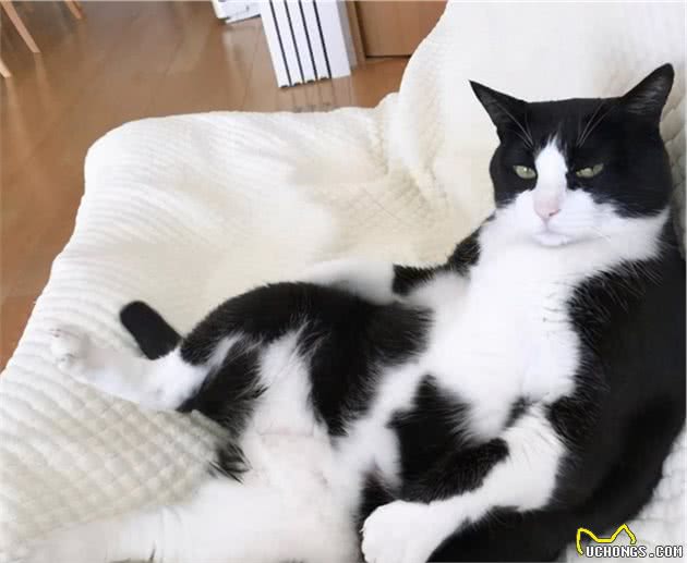 国人最喜欢养的几种猫，狸花猫居然不是第一，你家猫上榜了吗？