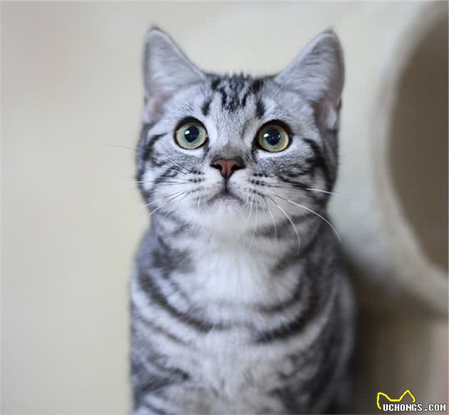 国人最喜欢养的几种猫，狸花猫居然不是第一，你家猫上榜了吗？