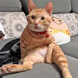 国人最喜欢养的几种猫，狸花猫居然不是第一，你家猫上榜了吗？