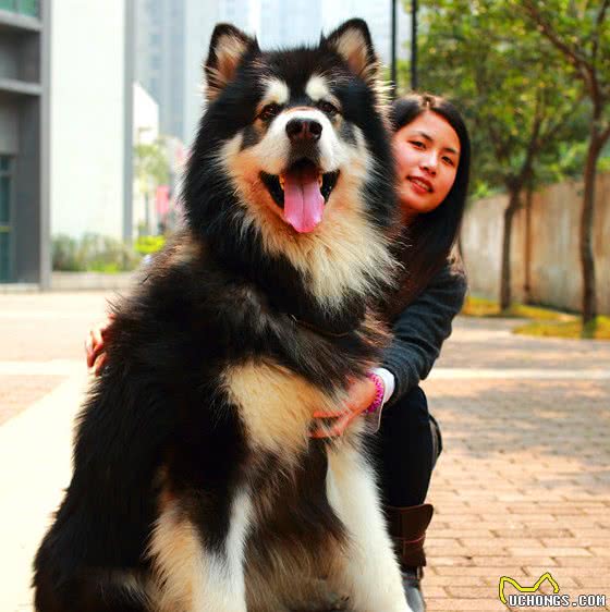 “买狗一时爽，养狗火葬场”的6种狗，养了哭都没眼泪