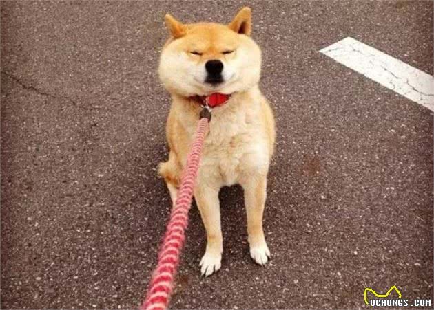你知道狗最讨厌什么吗？了解狗狗的行为，才能跟它做朋友