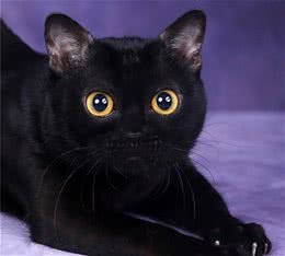 孟买猫是源自孟买的吗？