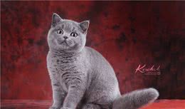 关于英短蓝猫的小秘密