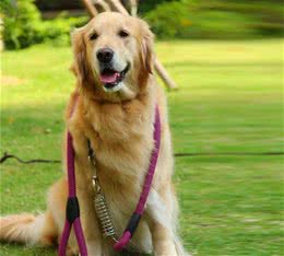 说大型犬难养的，却不知道有这些“好处”，养过就是幸福