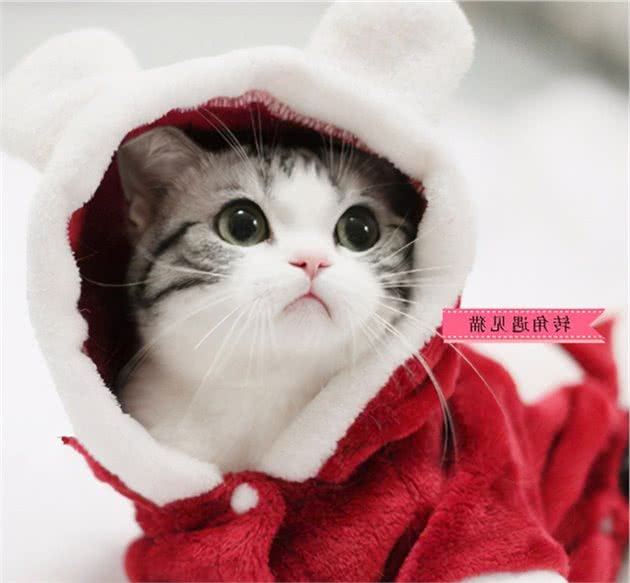 美短猫为什么会“发抖”？原因有几个，可能是生病了