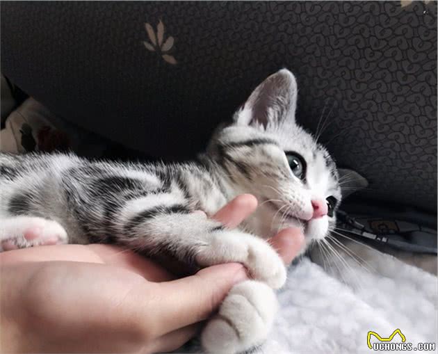 美短猫为什么会“发抖”？原因有几个，可能是生病了