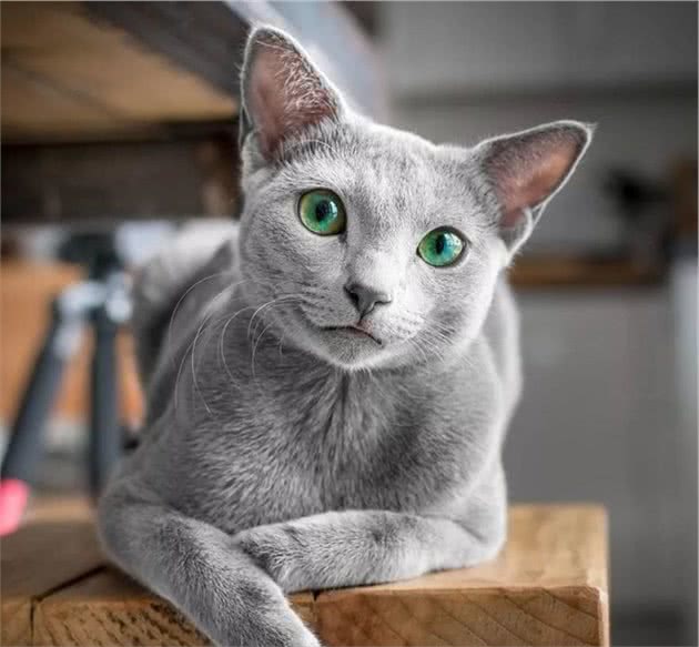 被行业人称“猫界怂王”的几种猫，养过的人都清楚