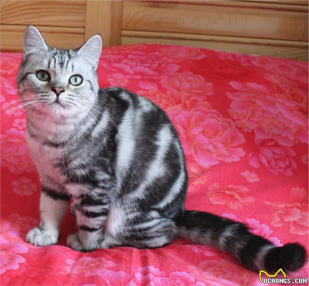 被行业人称“猫界怂王”的几种猫，养过的人都清楚
