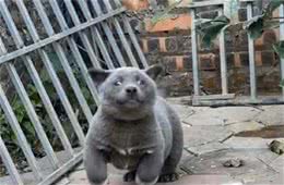 狗狗因毛色特别，总被误会成是和猫所生？汪：我的确是吃狗粮的