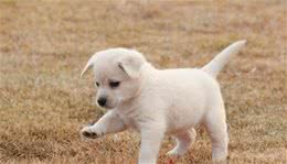 狗感染了螨虫引发的皮肤病危害大不大