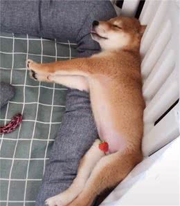 狗狗的睡姿有多狂？一到夏天，狗子就“原形毕露”了