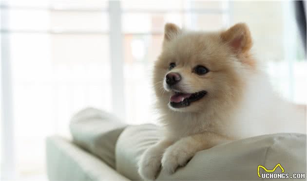 盘点博美犬的优缺点，看完你还心动吗？