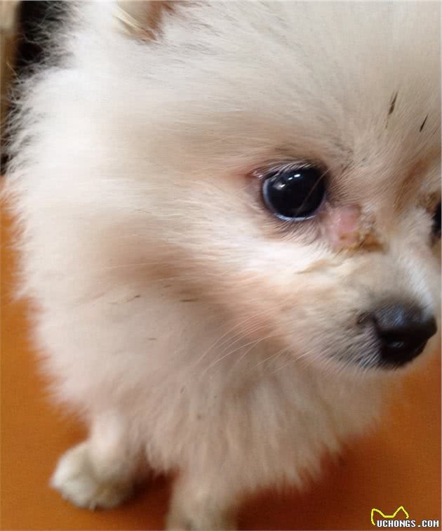 盘点博美犬的优缺点，看完你还心动吗？