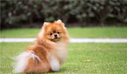 盘点博美犬的优缺点，看完你还心动吗？