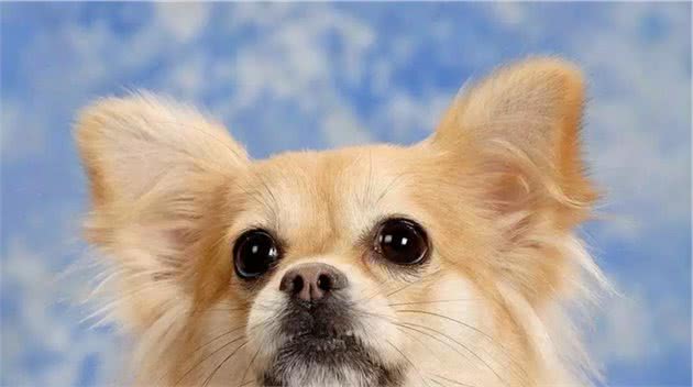 如何养狗系列227宠物犬不同原因皮肤病的诊断