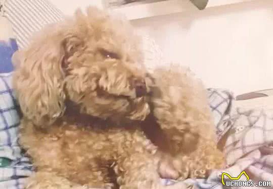 如何养狗系列227宠物犬不同原因皮肤病的诊断