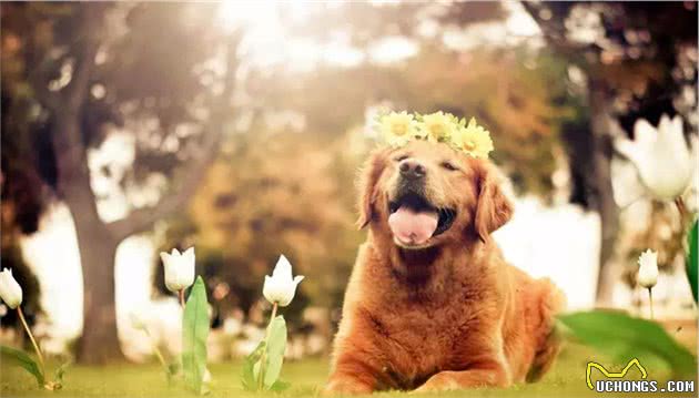 如何养狗系列227宠物犬不同原因皮肤病的诊断