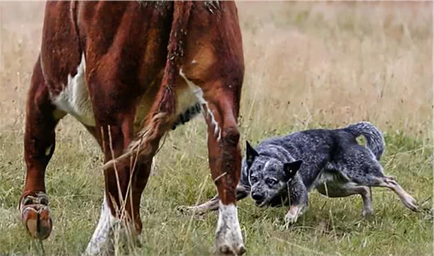 FCI牧羊犬和牧牛犬组的特点是什么？具体有哪些？