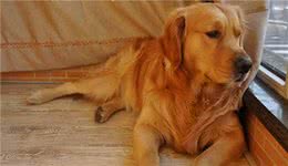 狗便秘了怎么办？主人可以采取以下几个措施帮助狗狗