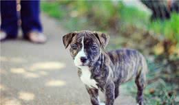 比特犬超凶恶不能养？很多主人不服，只要训练比特犬也能变好狗
