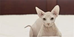 想养短毛猫咪？这些品种你需要了解