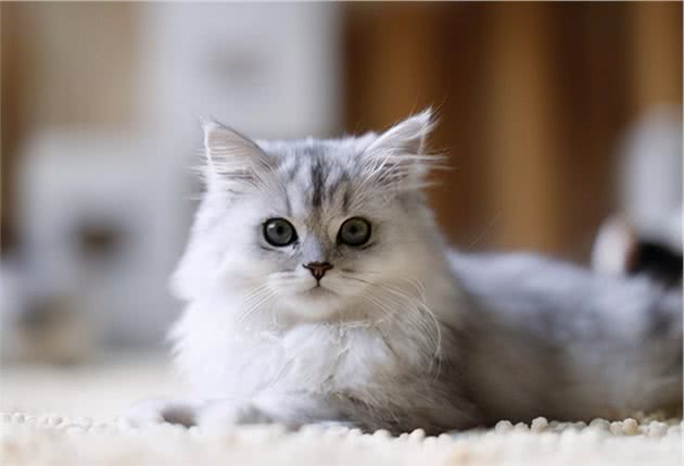 金吉拉猫怎么养？