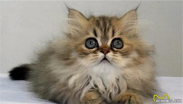 金吉拉猫怎么养？