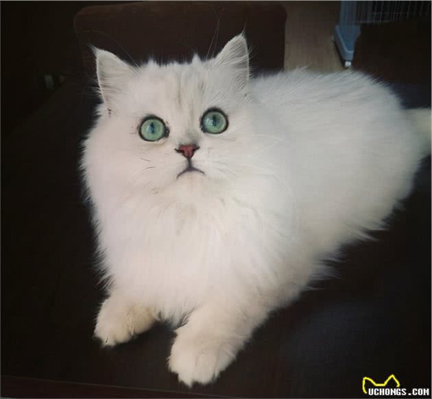 金吉拉猫怎么养？