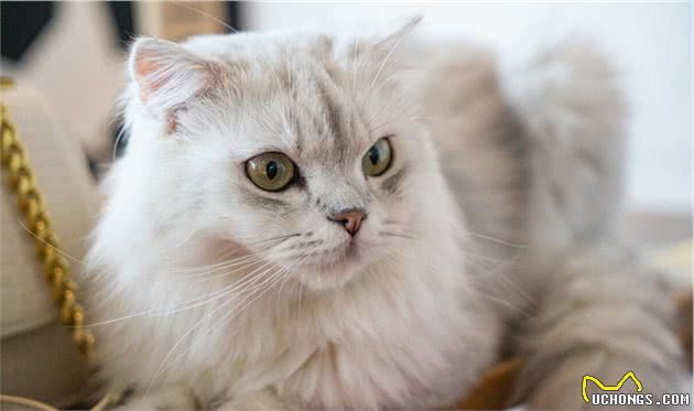 金吉拉猫怎么养？