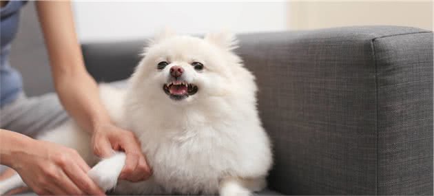 主人摸狗狗这5个地方，就能让它很高兴
