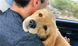 主人摸狗狗这5个地方，就能让它很高兴