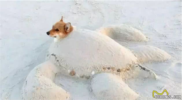 主人把狗狗骗去海滩，然后一言不合就埋了……