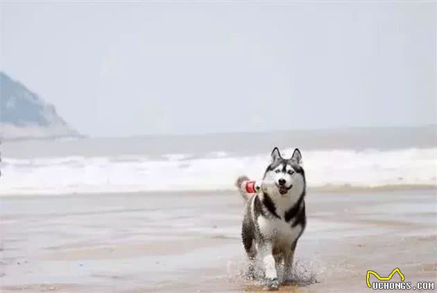 主人把狗狗骗去海滩，然后一言不合就埋了……