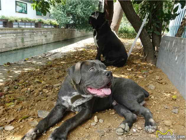 忠诚勇敢最佳护卫犬卡斯罗