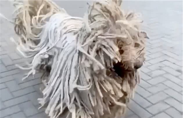 7岁大牧羊犬长着一身绳子一样的毛，就像是一个拖把，最喜欢游泳