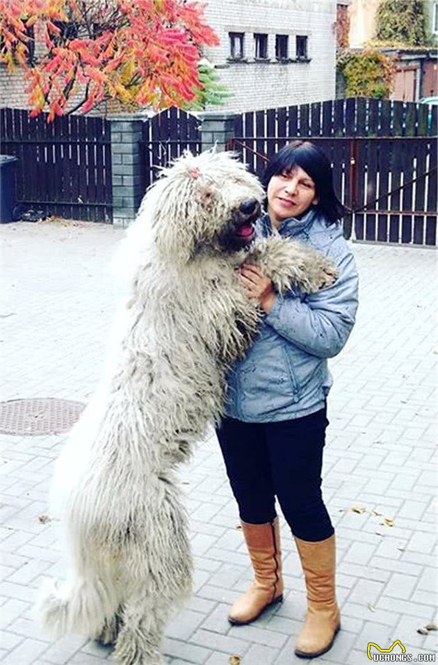 7岁大牧羊犬长着一身绳子一样的毛，就像是一个拖把，最喜欢游泳