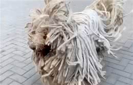 7岁大牧羊犬长着一身绳子一样的毛，就像是一个拖把，最喜欢游泳