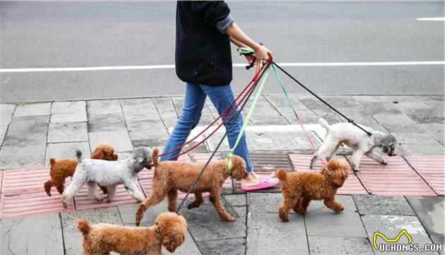 狗与狗街上相遇，主人应该如何防止两狗发生冲突？