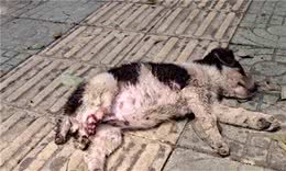 江苏：两个月大的小奶狗，被打掉一条腿后扔在马路上，狗狗：好痛