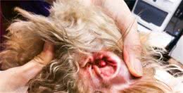 容易得中耳炎的5种狗狗，可卡犬上榜，有你家狗狗吗？