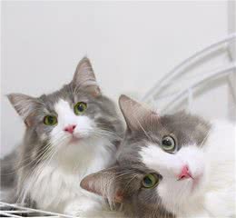 布偶猫，建议你要养公的，这几个好处谁养谁知道