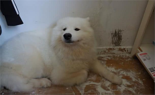 狗狗刨地是在干嘛？背后的理由，超出你的想象